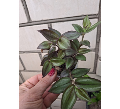Традесканція кімнатна Tradescantia Zebrina PURPUSII